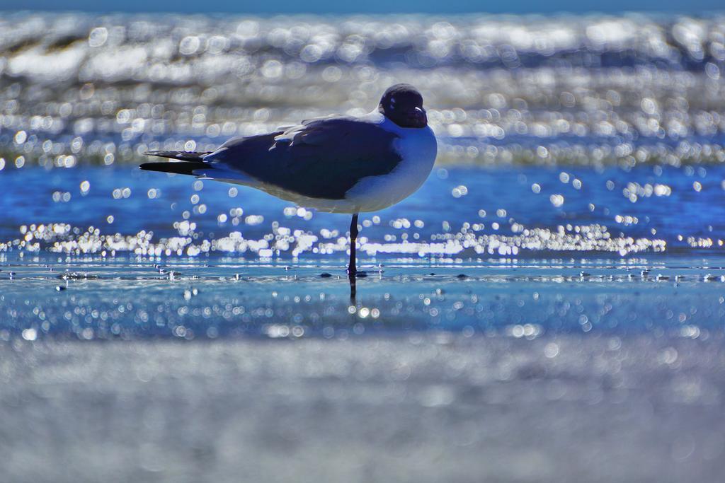 Four Seasons On The Gulf Villa Galveston Bagian luar foto